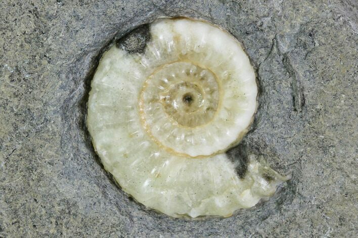 Fossil Ammonite (Promicroceras) - Lyme Regis #110717